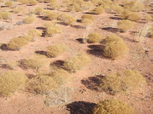 Sage Forest.